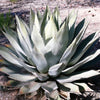 5  ARTICHOKE AGAVE Parry's Huachuca Agave Parryi Huachucensis Century Plant Succulent Cactus Seeds
