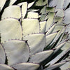 5  ARTICHOKE AGAVE Parry's Huachuca Agave Parryi Huachucensis Century Plant Succulent Cactus Seeds