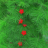 50 CYPRESS VINE MIX Ipomoea Quamoclit Convolvulus Hummingbird Star Morning Glory Cardinal Creeper Flower Seeds - Mixed Colors Red Pink White