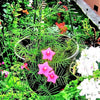 50 CYPRESS VINE MIX Ipomoea Quamoclit Convolvulus Hummingbird Star Morning Glory Cardinal Creeper Flower Seeds - Mixed Colors Red Pink White