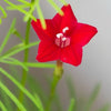 50 CYPRESS VINE MIX Ipomoea Quamoclit Convolvulus Hummingbird Star Morning Glory Cardinal Creeper Flower Seeds - Mixed Colors Red Pink White