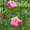 50 CYPRESS VINE MIX Ipomoea Quamoclit Convolvulus Hummingbird Star Morning Glory Cardinal Creeper Flower Seeds - Mixed Colors Red Pink White