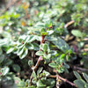 100 MOTHER OF THYME aka Lemon Broadleaved Large Thyme Thymus Pulegioides Herb Pink Flower Seeds