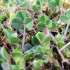 100 MOTHER OF THYME aka Lemon Broadleaved Large Thyme Thymus Pulegioides Herb Pink Flower Seeds
