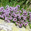 100 MOTHER OF THYME aka Lemon Broadleaved Large Thyme Thymus Pulegioides Herb Pink Flower Seeds