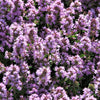 100 MOTHER OF THYME aka Lemon Broadleaved Large Thyme Thymus Pulegioides Herb Pink Flower Seeds