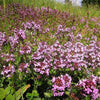 100 MOTHER OF THYME aka Lemon Broadleaved Large Thyme Thymus Pulegioides Herb Pink Flower Seeds