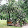 10 PYGMY DATE PALM Phoenix Roebelenii Dwarf Miniature Ornamental Fruit Tree Houseplant Seeds