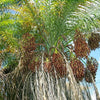 10 PYGMY DATE PALM Phoenix Roebelenii Dwarf Miniature Ornamental Fruit Tree Houseplant Seeds