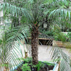 10 PYGMY DATE PALM Phoenix Roebelenii Dwarf Miniature Ornamental Fruit Tree Houseplant Seeds