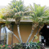 10 PYGMY DATE PALM Phoenix Roebelenii Dwarf Miniature Ornamental Fruit Tree Houseplant Seeds