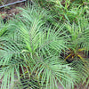 10 PYGMY DATE PALM Phoenix Roebelenii Dwarf Miniature Ornamental Fruit Tree Houseplant Seeds
