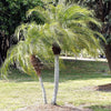 10 PYGMY DATE PALM Phoenix Roebelenii Dwarf Miniature Ornamental Fruit Tree Houseplant Seeds
