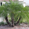 10 PYGMY DATE PALM Phoenix Roebelenii Dwarf Miniature Ornamental Fruit Tree Houseplant Seeds
