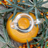 100 SEABERRY Sea Buckthorn Elaeagnus Hippophae Rhamnoides Orange Berry Fruit Shrub Yellow Flower Silver Foliage Seeds