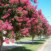 50 MIXED CREPE MYRTLE Lagerstroemia Indica Tree Shrub Crape  6 Color Mix - Red, Purple, Light Pink, Dark Pink, White, & Lilac Flower Seeds