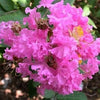 1000 Bulk CREPE MYRTLE Mixed Colors Lagerstroemia Indica Mix Tree Shrub Flower Seeds - Red, Purple, Light Pink, Dark Pink, White, & Lilac