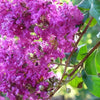 50 MIXED CREPE MYRTLE Lagerstroemia Indica Tree Shrub Crape  6 Color Mix - Red, Purple, Light Pink, Dark Pink, White, & Lilac Flower Seeds
