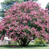 1000 Bulk CREPE MYRTLE Mixed Colors Lagerstroemia Indica Mix Tree Shrub Flower Seeds - Red, Purple, Light Pink, Dark Pink, White, & Lilac