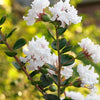 50 MIXED CREPE MYRTLE Lagerstroemia Indica Tree Shrub Crape  6 Color Mix - Red, Purple, Light Pink, Dark Pink, White, & Lilac Flower Seeds