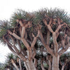 10 DRAGON TREE Dracaena Draco Canary Island Drago Blood Asparagus Yucca Evergreen Succulent Houseplant Orange Berry White Flower Seeds