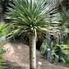 10 DRAGON TREE Dracaena Draco Canary Island Drago Blood Asparagus Yucca Evergreen Succulent Houseplant Orange Berry White Flower Seeds