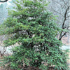 40 AMERICAN HOLLY Ilex Opaca Tree Shrub Evergreen Red Berry Seeds - aka White Holly, Prickly Holly, Christmas Holly, Yule Holly