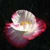 200 Organic AMPHORA POPPY Pink & White Papaver Somniferum Flower Seeds