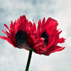 200 Organic JIMI'S FLAG POPPY Scarlet Red Electric Lavender & Deep Purple Papaver Somniferum Flower Seeds