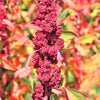100 Organic RED HEAD QUINOA Grain Chenopodium Quinoa Pink & Red Heads - White Seeds