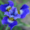 20 MIXED SIBERIAN IRIS Sibirica Iris Bicolor Blue Red White Purple Siberian Flag Flower Seeds