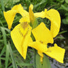 20 MIXED SIBERIAN IRIS Sibirica Iris Bicolor Blue Red White Purple Siberian Flag Flower Seeds