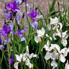 20 MIXED SIBERIAN IRIS Sibirica Iris Bicolor Blue Red White Purple Siberian Flag Flower Seeds