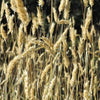 150 SWEET VERNAL GRASS Sweet Grass Vanilla Grass Anthoxanthum Odoratum Fragrant Vernalgrass Ornamental Craft Seeds