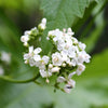 200 WHITE GLADE MALLOW Napaea Dioica Flower Seeds