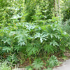 200 WHITE GLADE MALLOW Napaea Dioica Flower Seeds