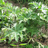 200 WHITE GLADE MALLOW Napaea Dioica Flower Seeds