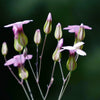 250 TALL SOAPWORT Saponaria Hispanica syn. Saponaria Vaccaria Cowcockle Prairie Carnation Cow Herb Pink Flower Seed