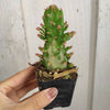 Opuntia monacantha variegata - Variegated Joseph's Coat