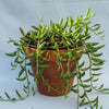 String of Bananas Senecio radicans