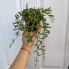 String of Bananas Senecio radicans