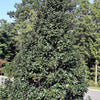40 AMERICAN HOLLY Ilex Opaca Tree Shrub Evergreen Red Berry Seeds - aka White Holly, Prickly Holly, Christmas Holly, Yule Holly