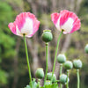 200 Organic AMPHORA POPPY Pink & White Papaver Somniferum Flower Seeds