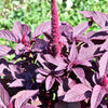 500 MIDNIGHT RED AMARANTHUS Cruentus Amaranth Flower Leaf Vegetable Seeds