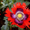 200 Organic JIMI'S FLAG POPPY Scarlet Red Electric Lavender & Deep Purple Papaver Somniferum Flower Seeds
