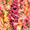 100 Organic RED HEAD QUINOA Grain Chenopodium Quinoa Pink & Red Heads - White Seeds