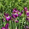 20 MIXED SIBERIAN IRIS Sibirica Iris Bicolor Blue Red White Purple Siberian Flag Flower Seeds