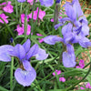 20 MIXED SIBERIAN IRIS Sibirica Iris Bicolor Blue Red White Purple Siberian Flag Flower Seeds