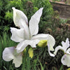 20 MIXED SIBERIAN IRIS Sibirica Iris Bicolor Blue Red White Purple Siberian Flag Flower Seeds