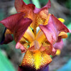 20 MIXED SIBERIAN IRIS Sibirica Iris Bicolor Blue Red White Purple Siberian Flag Flower Seeds
